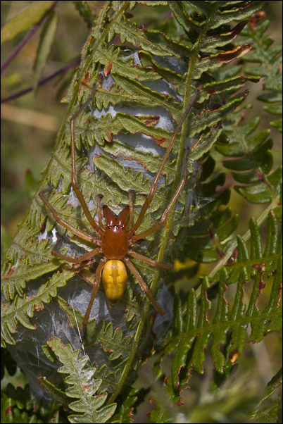 Cheiracanthium sp.