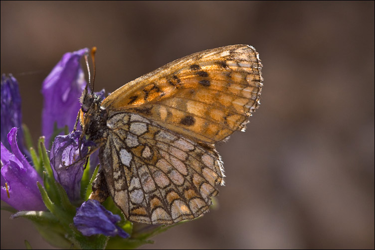 Melitaea phoebe? - No, Melithaea athalia