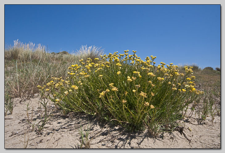 Due Helichrysum a confronto