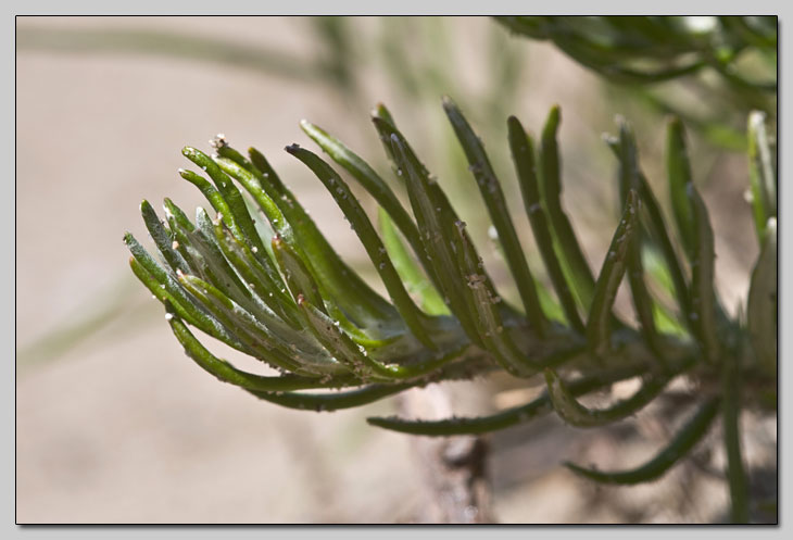 Due Helichrysum a confronto