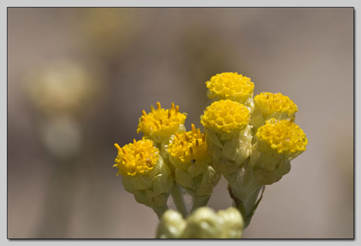 Due Helichrysum a confronto