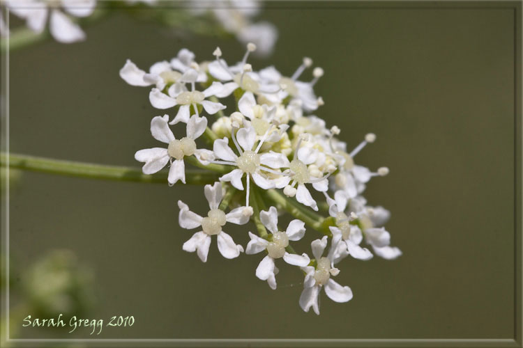 Conium maculatum / Cicuta maggiore