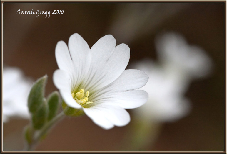 Cerastium abbruzese? - Cerastium tomentosum