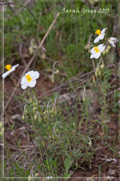 Due Helianthemum (?) dal Morrone