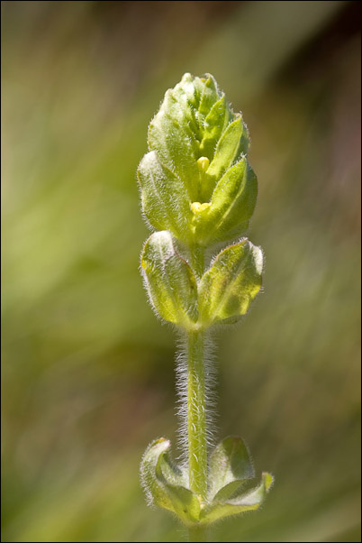 Cruciata laevipes