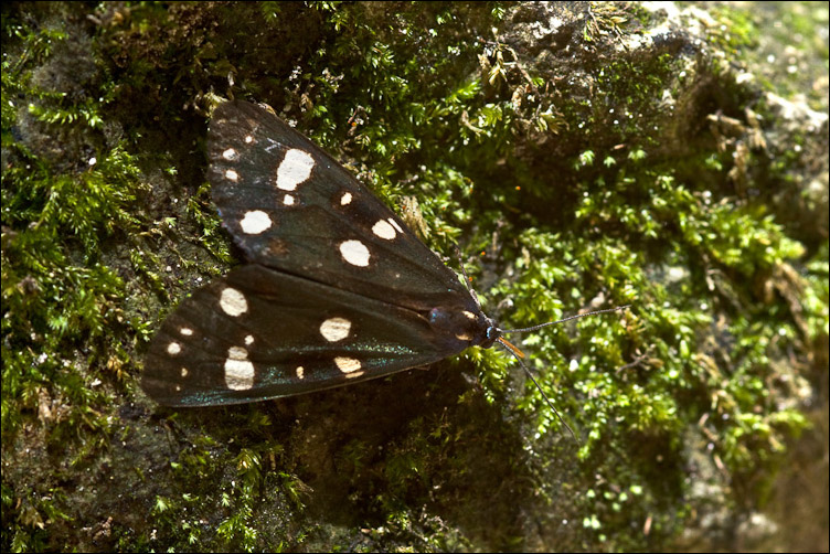 Falena della Majella 2 - Callimorpha dominula