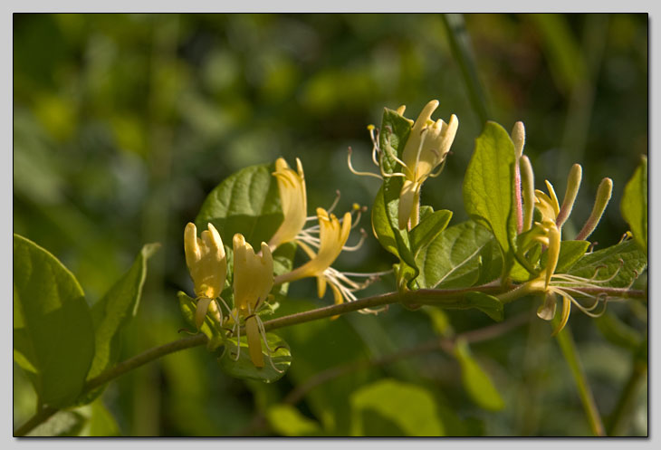 Lonicera japonica / Caprifoglio giapponese