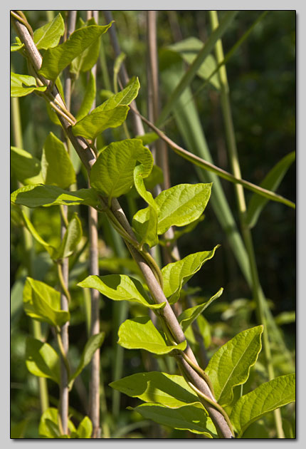 Lonicera japonica / Caprifoglio giapponese