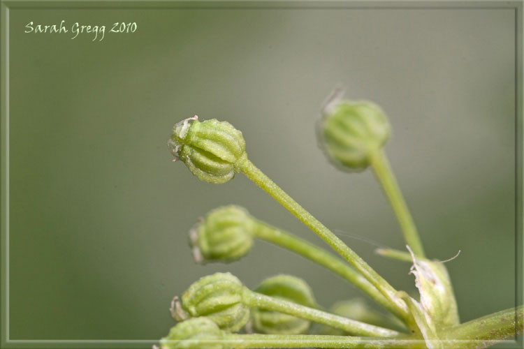 Conium maculatum / Cicuta maggiore