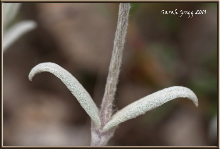 Cerastium abbruzese? - Cerastium tomentosum