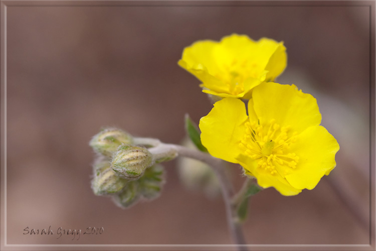 Due Helianthemum (?) dal Morrone