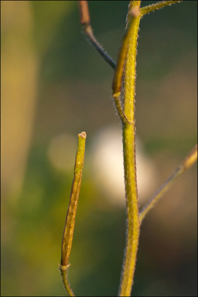 Diplotaxis erucoides / Ruchetta violacea