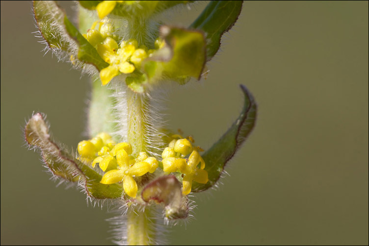 Cruciata laevipes