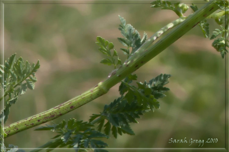 Conium maculatum / Cicuta maggiore