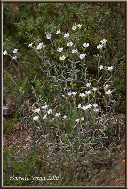 Cerastium abbruzese? - Cerastium tomentosum