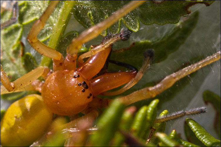 Cheiracanthium sp.