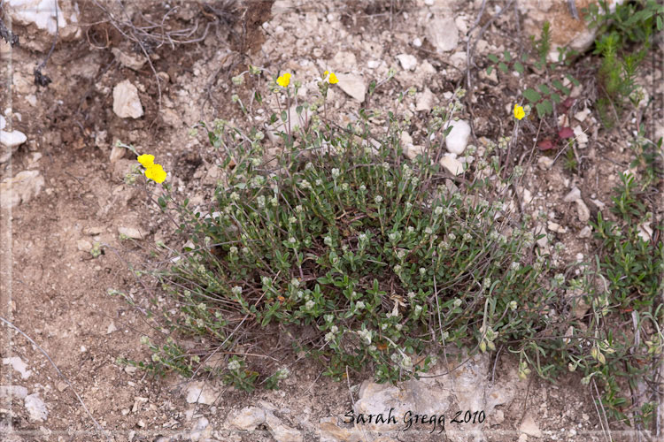 Due Helianthemum (?) dal Morrone