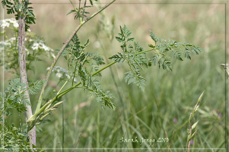 Conium maculatum / Cicuta maggiore