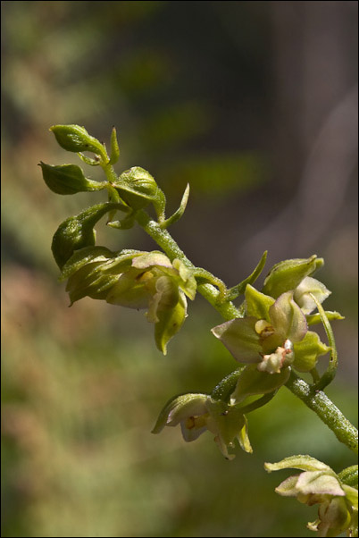 Il solito Epipactis helleborine?