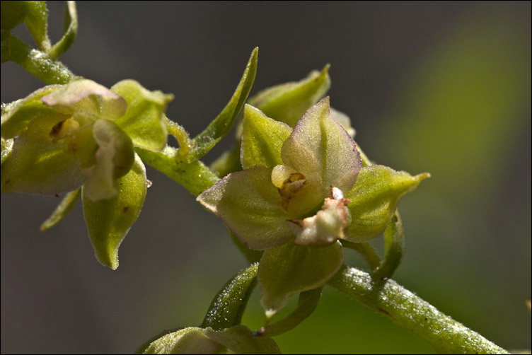 Il solito Epipactis helleborine?