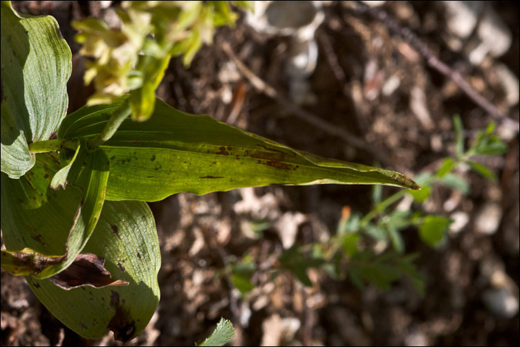 Il solito Epipactis helleborine?