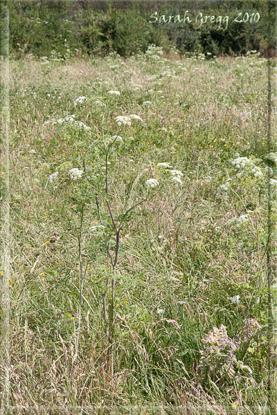 Conium maculatum / Cicuta maggiore