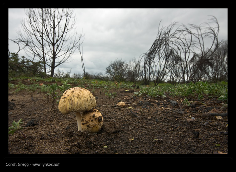 Un Coprinus nelle terre bruciate