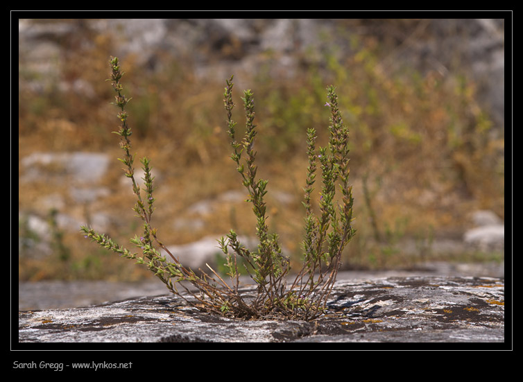 Micromeria graeca