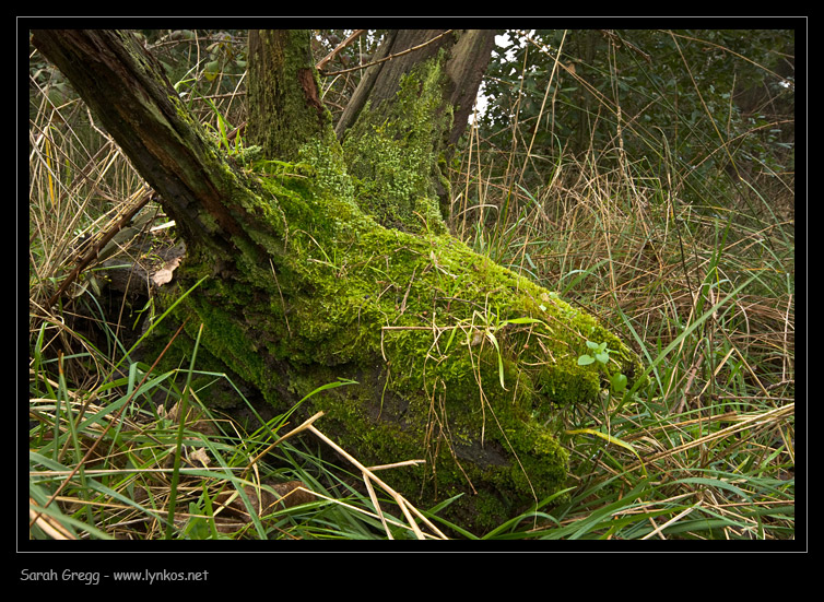 L''ennesima Cladonia