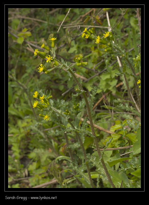 Senecio lividus / Senecione livido