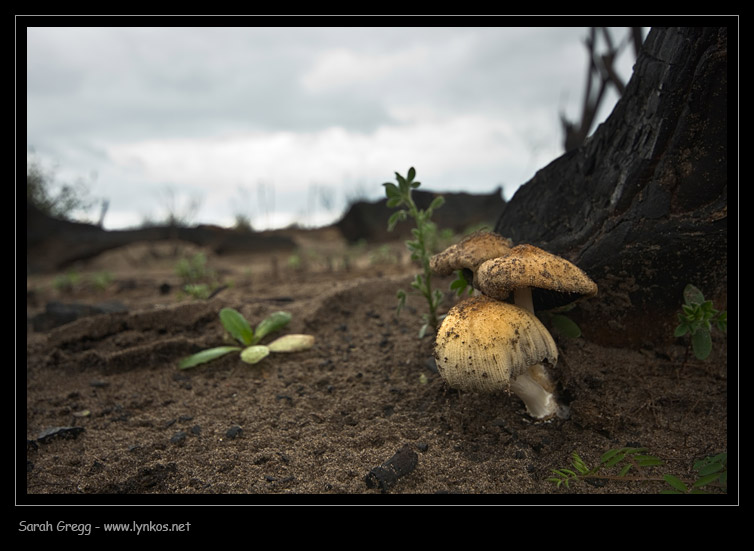 Un Coprinus nelle terre bruciate