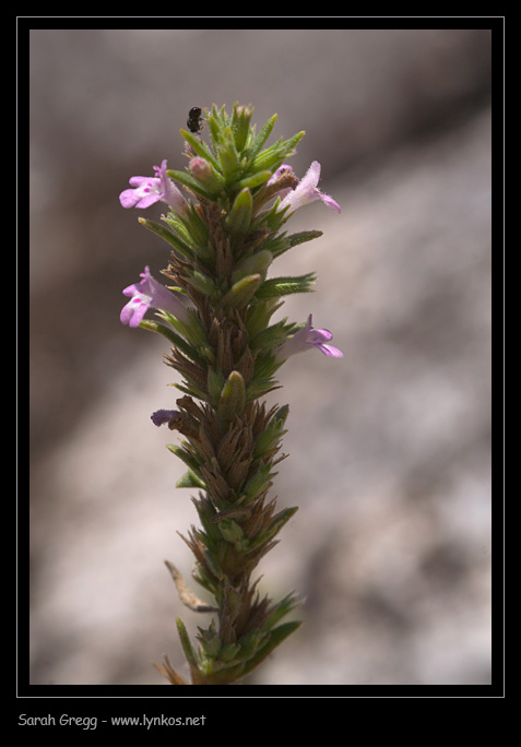 Micromeria graeca