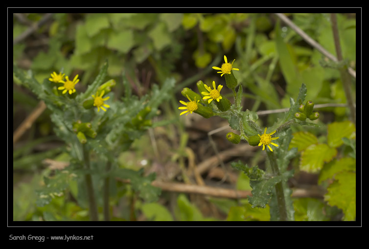 Senecio lividus / Senecione livido