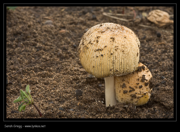 Un Coprinus nelle terre bruciate