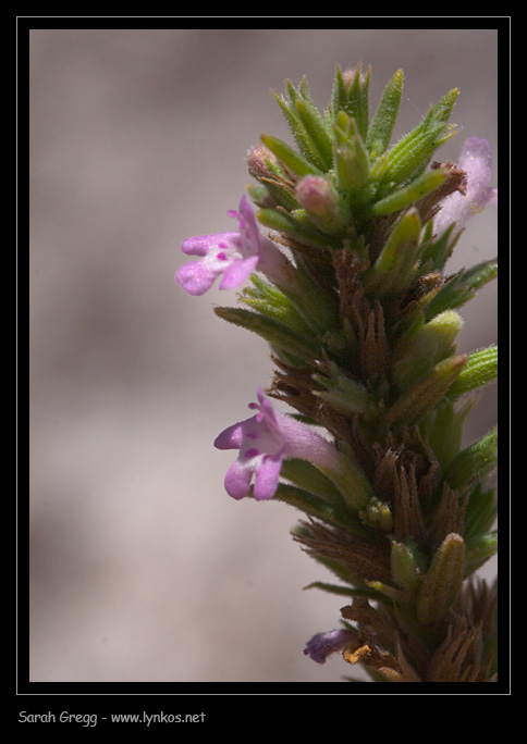 Micromeria graeca