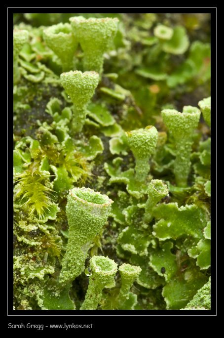 L''ennesima Cladonia