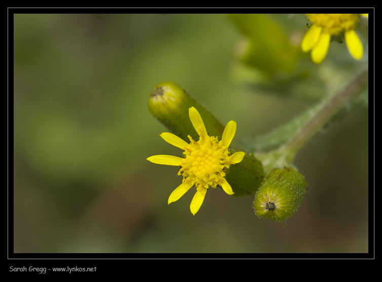 Senecio lividus / Senecione livido