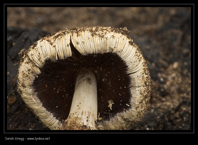 Un Coprinus nelle terre bruciate