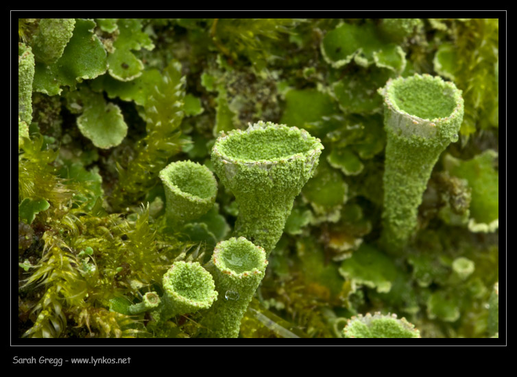 L''ennesima Cladonia