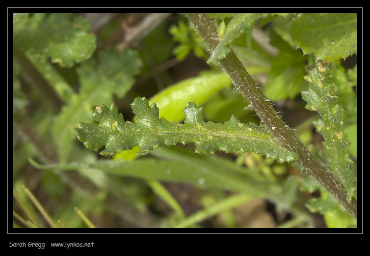 Senecio lividus / Senecione livido