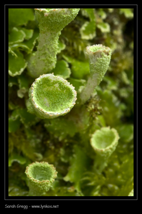 L''ennesima Cladonia