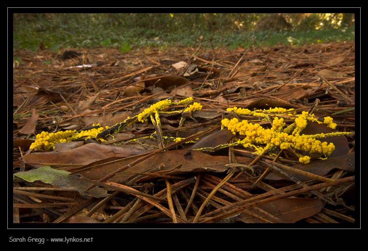 Giallo strisciante