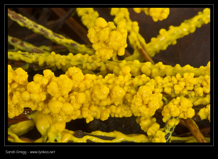 Giallo strisciante