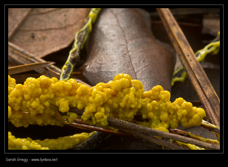 Giallo strisciante