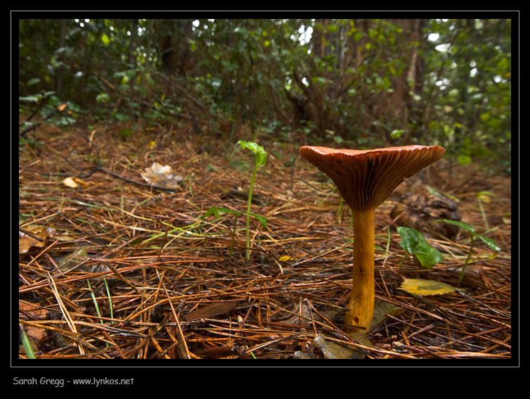 Chroogomphus rutilus