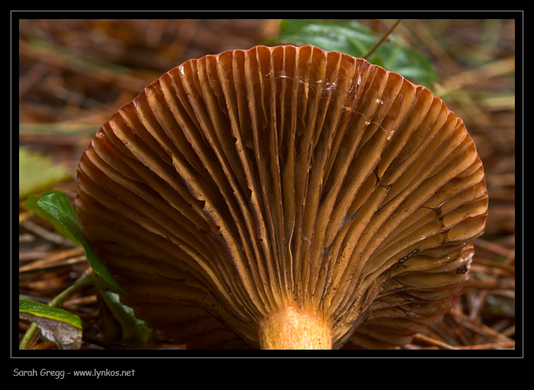 Chroogomphus rutilus