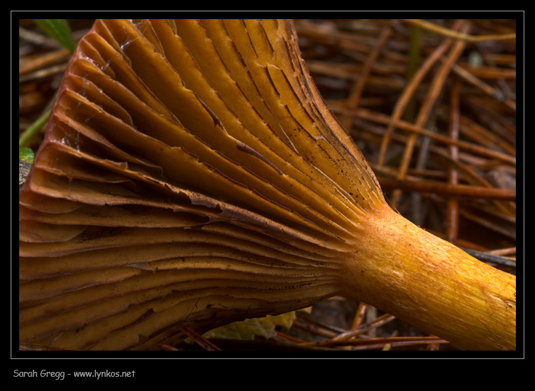 Chroogomphus rutilus