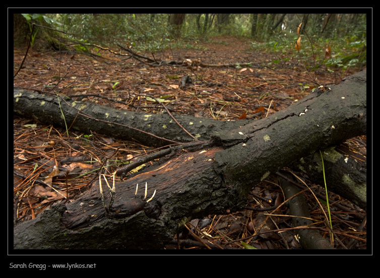 Xylaria hypoxylon