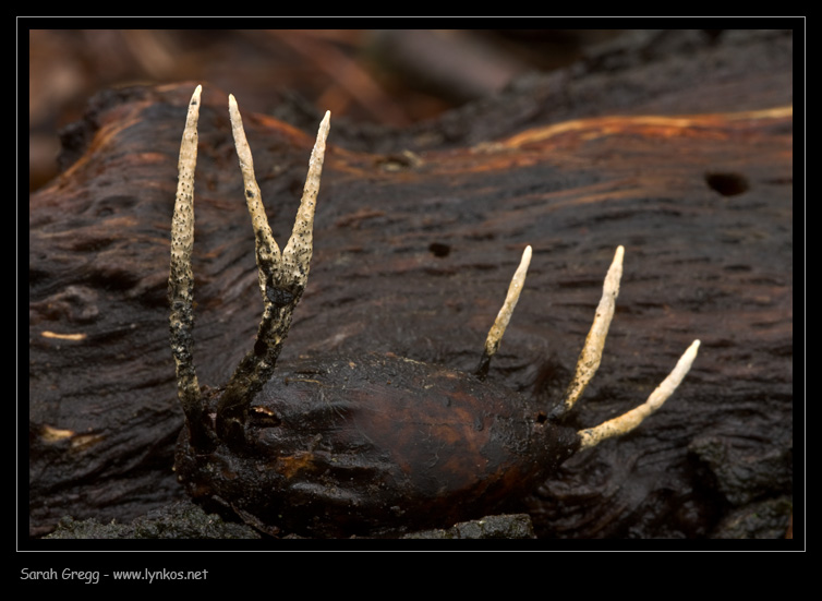 Xylaria hypoxylon