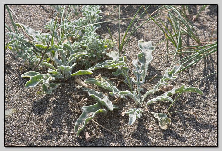 Vegetazione dunale... chiedo l''impossibile